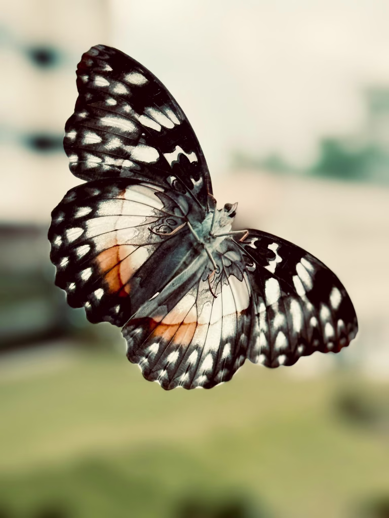 Butterfly Spirit — A Story Of Grand Hotel Djibloho