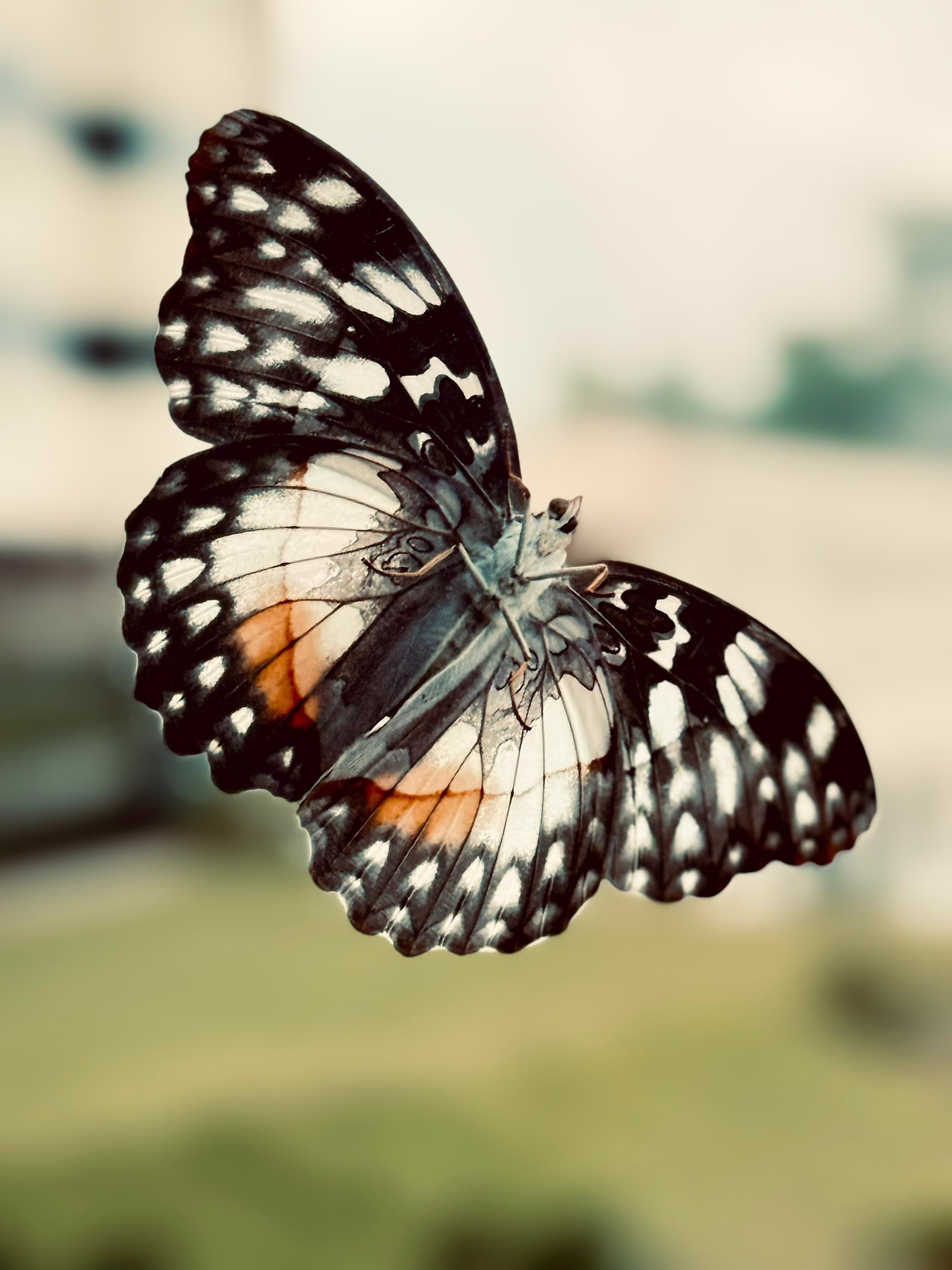 Butterfly Spirit — A Story Of Grand Hotel Djibloho